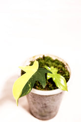 Philodendron florida beauty